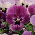 Violette cornue  Sorbet XP Raspberry Mini-motte - Viola cornuta