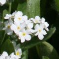 Myosotis Whitesylva