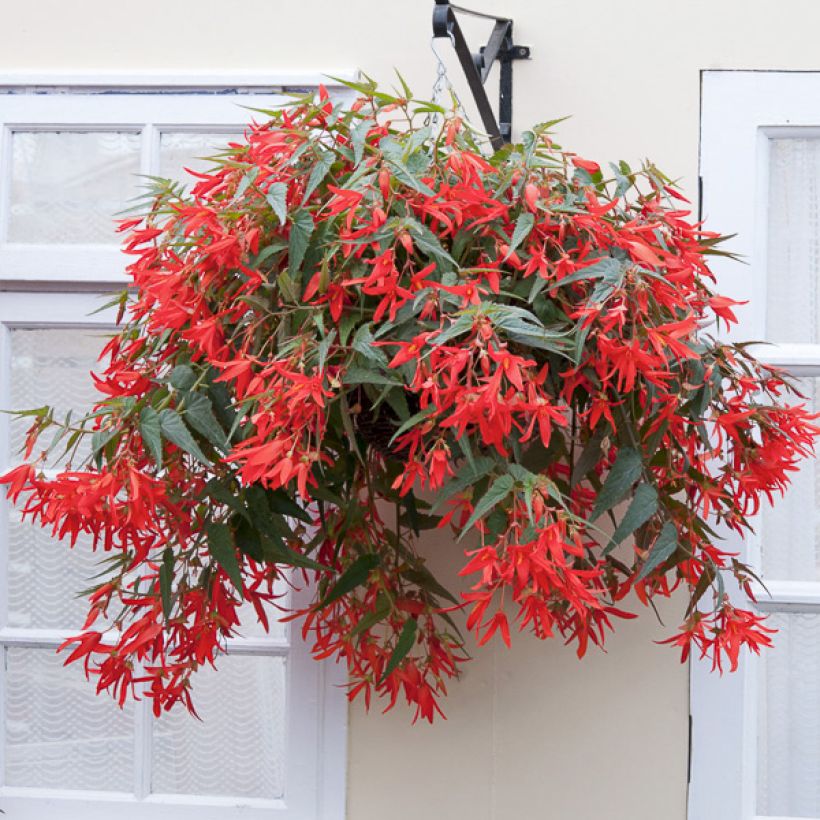 Graines de Bégonia de Bolivie - Begonia boliviensis  (Port)