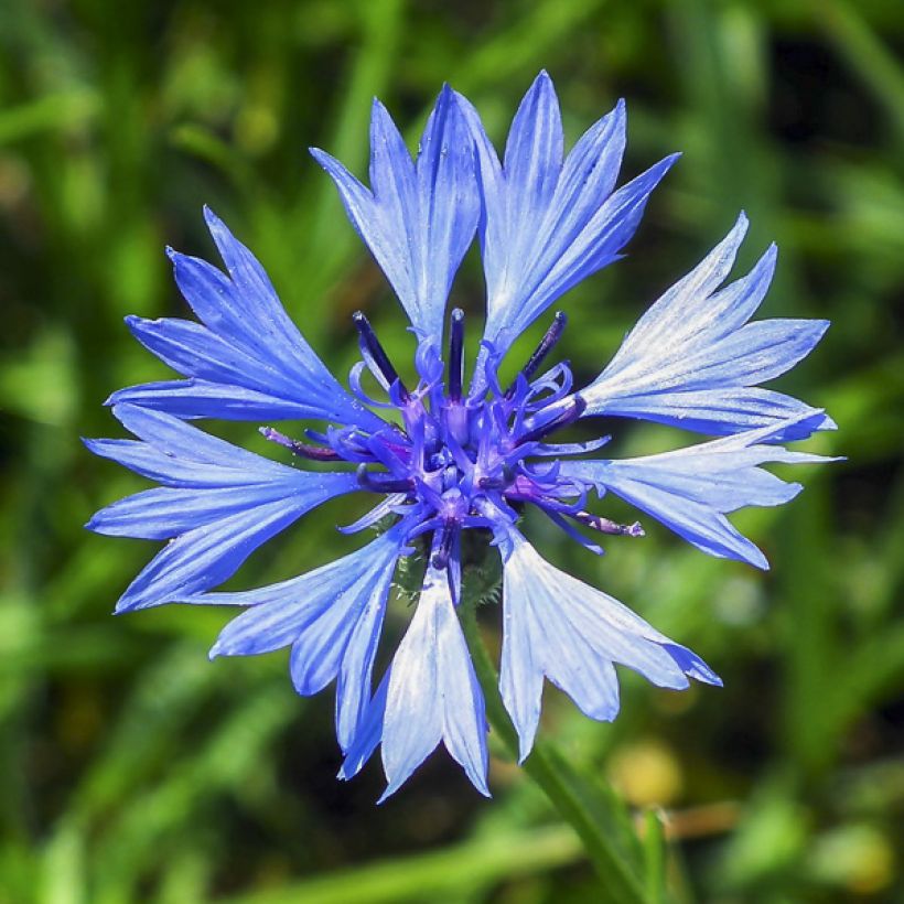 Graines de Centaurée bleuet double en mélange - Centaurea cyanus (Floraison)