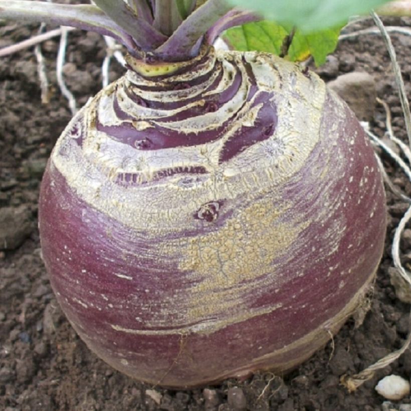 Rutabaga Magres (Récolte)