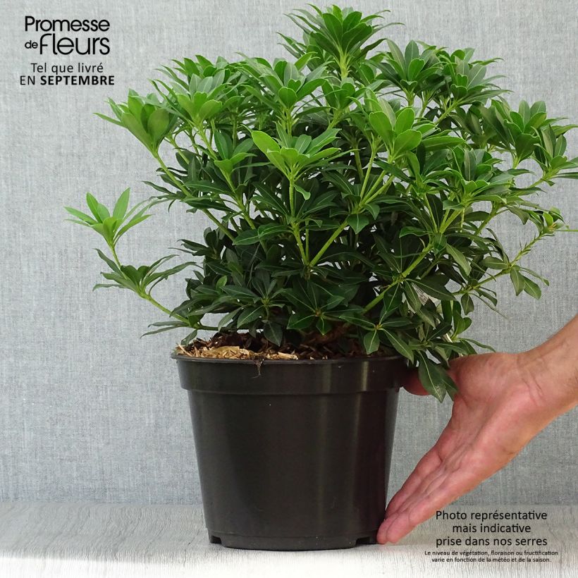 Spécimen de Andromède du Japon - Pieris japonica Sarabande Pot de 4L/5L tel que livré en automne