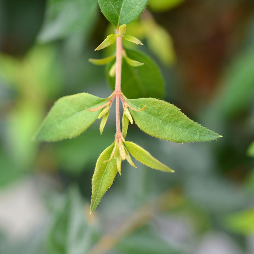 Abelia Edward Goucher (Feuillage)