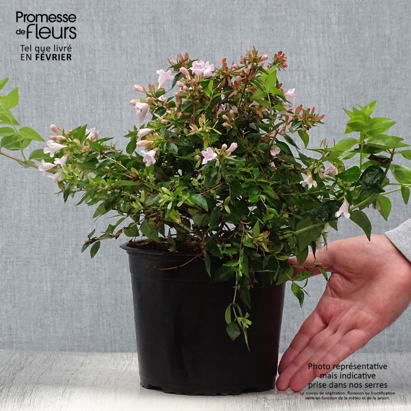 Spécimen de Abelia Edward Goucher pot de 2L/3L tel que livré en automne