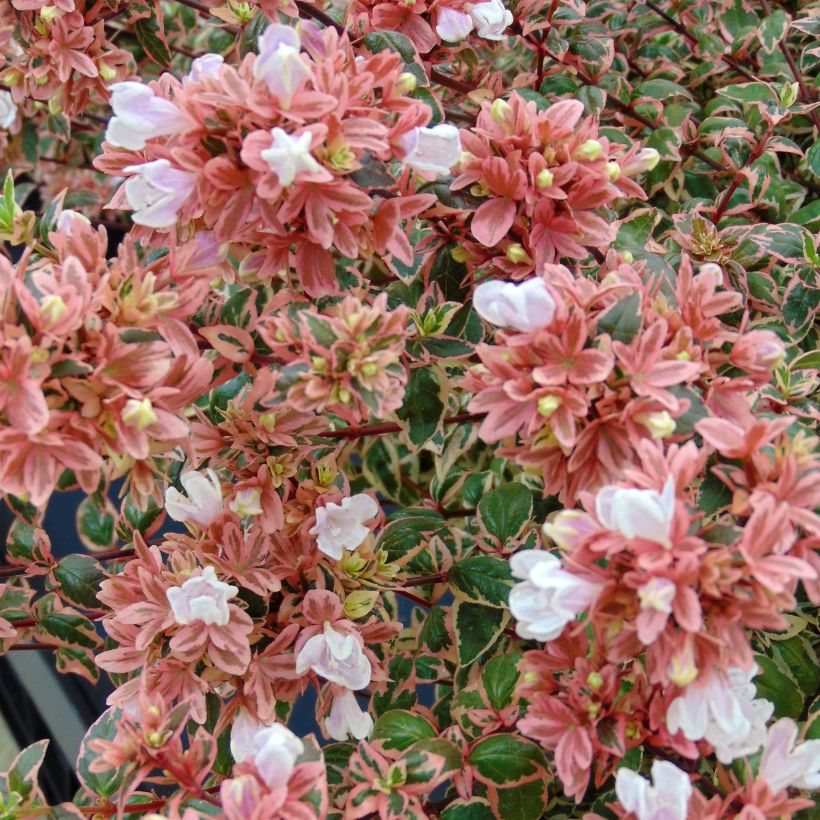 Abelia Magic Daydream (Floraison)