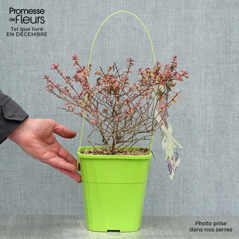 Spécimen de Abelia Magic Daydream en pot de 3L/4L tel que livré en hiver