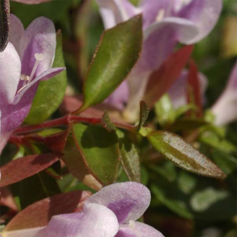 Abelia nain Pastel Charm (Feuillage)