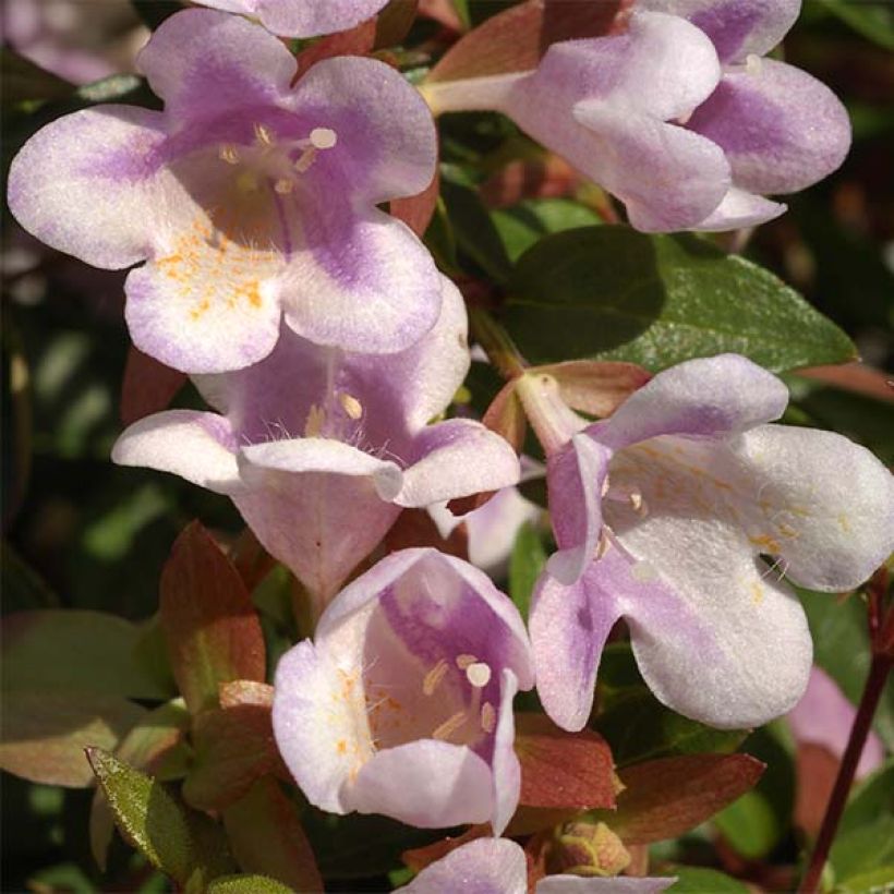 Abelia nain Pastel Charm (Floraison)