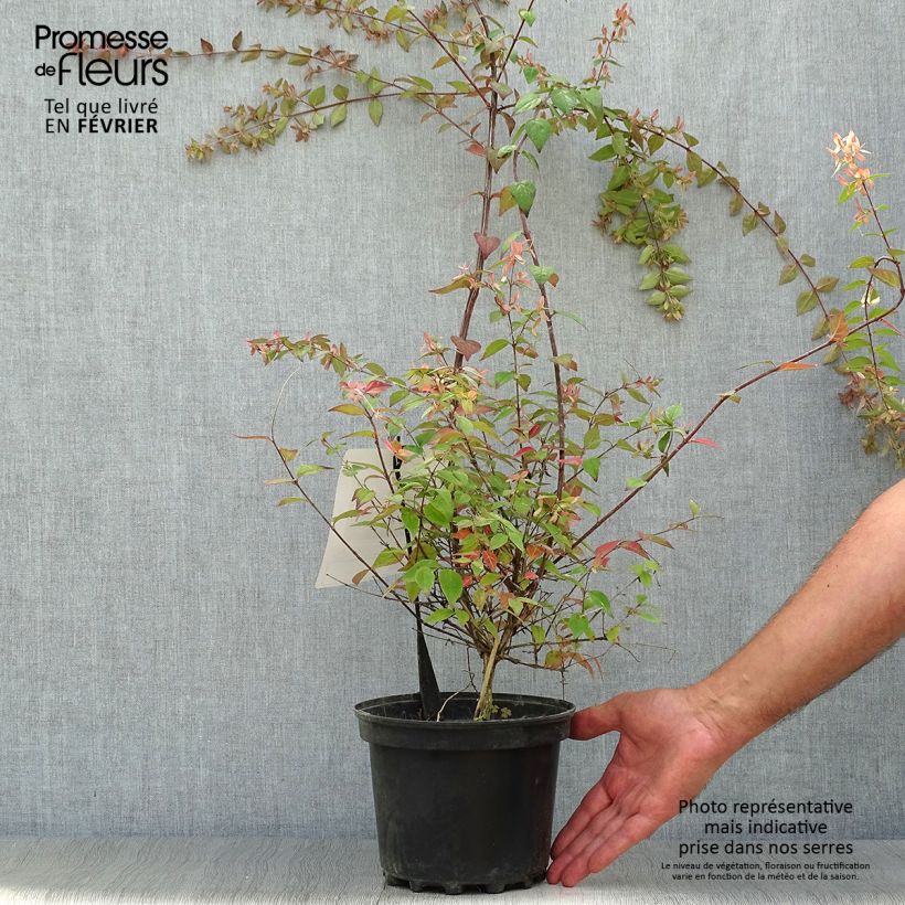 Spécimen de Abelia Pink Pong en pot de 3L/4L tel que livré en automne