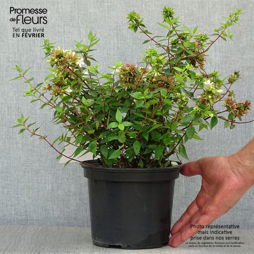 Spécimen de Abélia à grandes fleurs - Abelia x grandiflora Sherwood en pot de 2L/3L tel que livré en automne