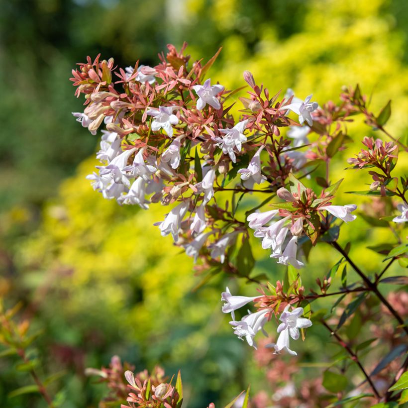 Abelia chinensis - Abélia de Chine (Floraison)