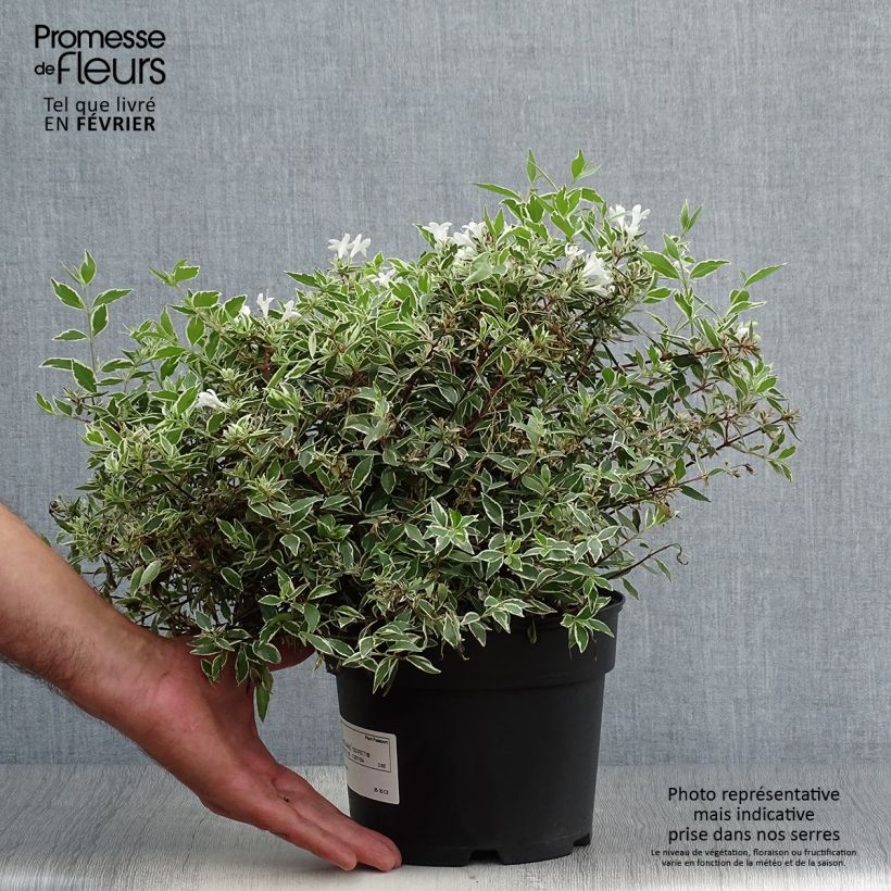 Spécimen de Abelia grandiflora Confetti en pot de 2/3L tel que livré en automne