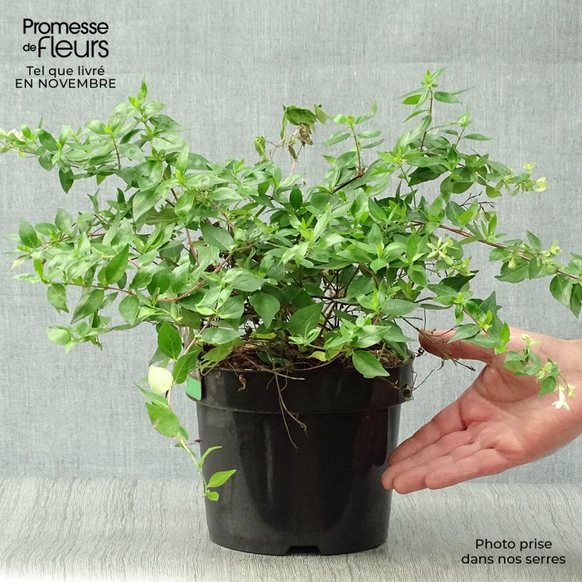 Spécimen de Abelia grandiflora Francis Mason Pot de 3L/4L tel que livré en automne