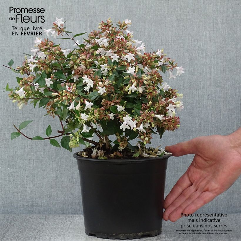 Spécimen de Abelia grandiflora - Pot de 2L/3L tel que livré en automne