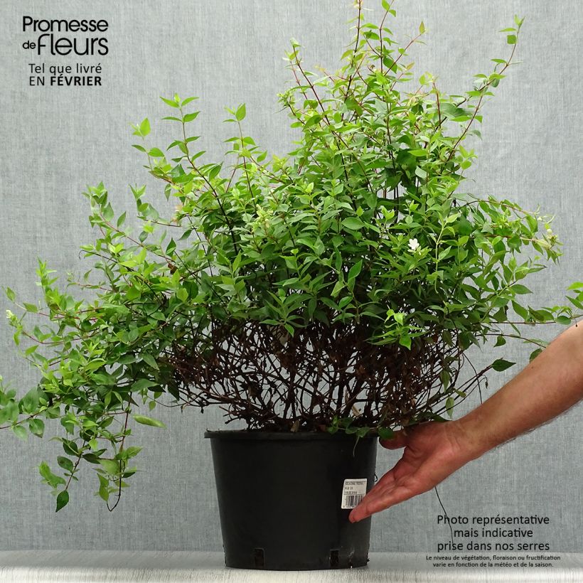 Spécimen de Abelia grandiflora Prostrata en pot de 7,5L/10L tel que livré en automne