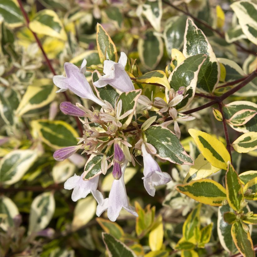 Abelia grandiflora Radiance - Abélia à grandes fleurs (Floraison)