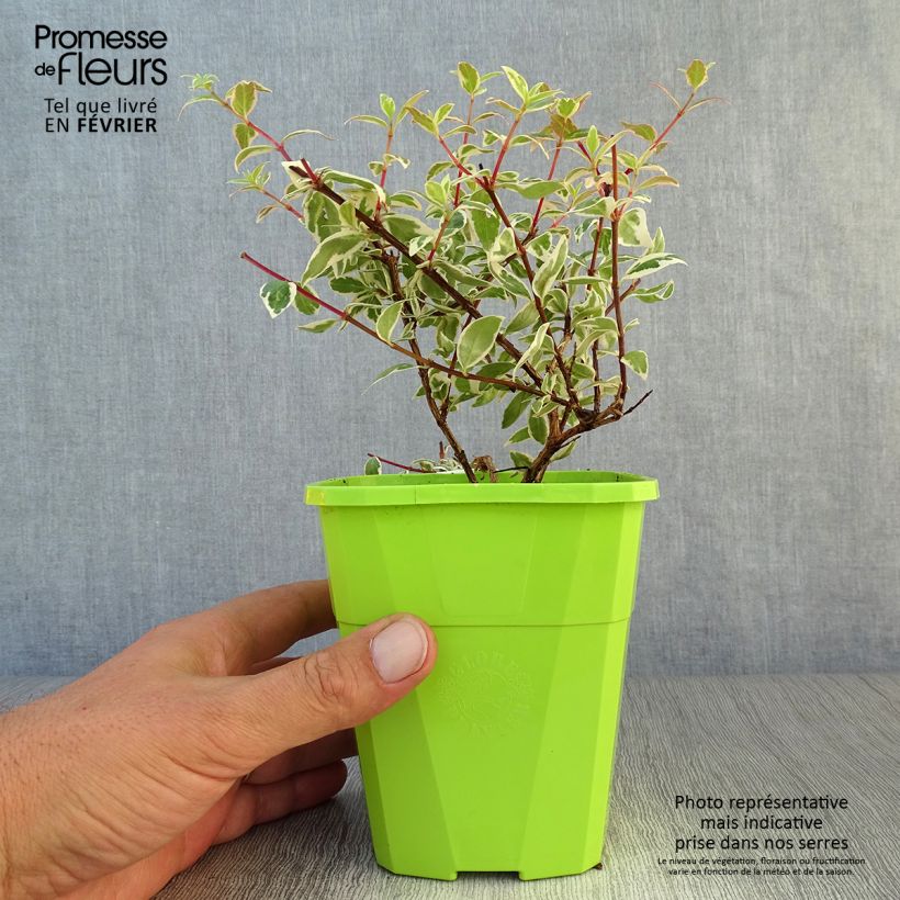 Spécimen de Abelia grandiflora Steredenn Levabes - Abélie panachée Pot de 1L/1,5L tel que livré en automne