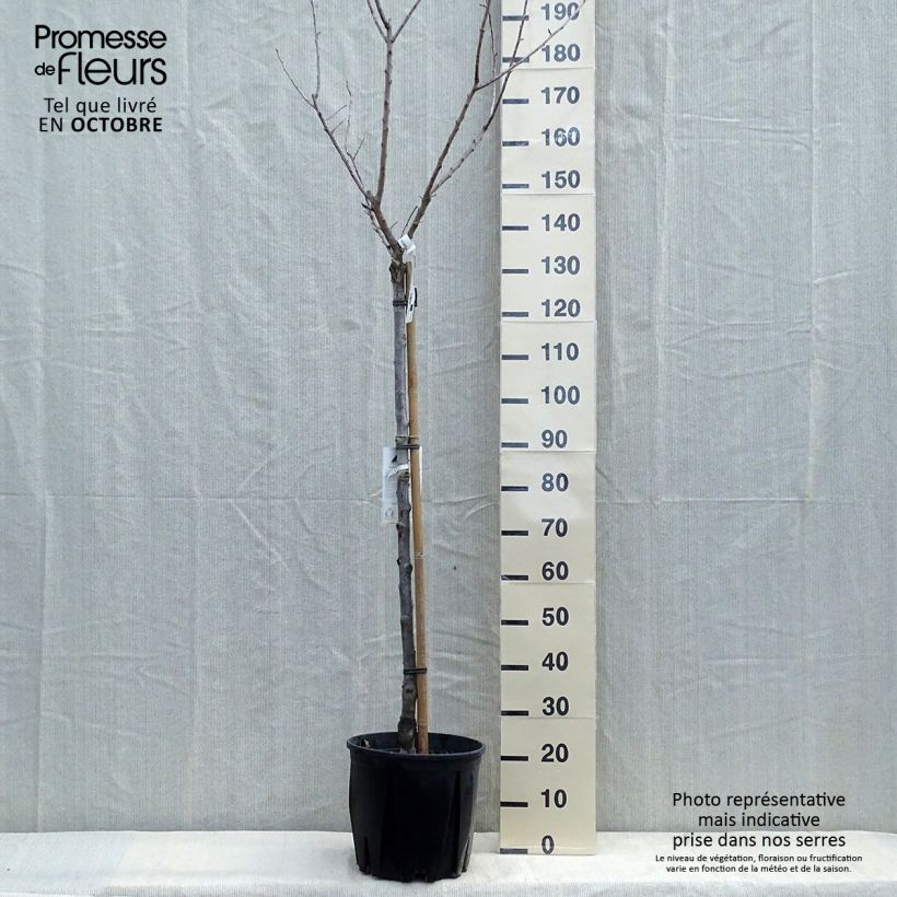 Spécimen de Abricotier - Prunus armeniaca Bulida Pot de 7,5L/10L tel que livré en automne