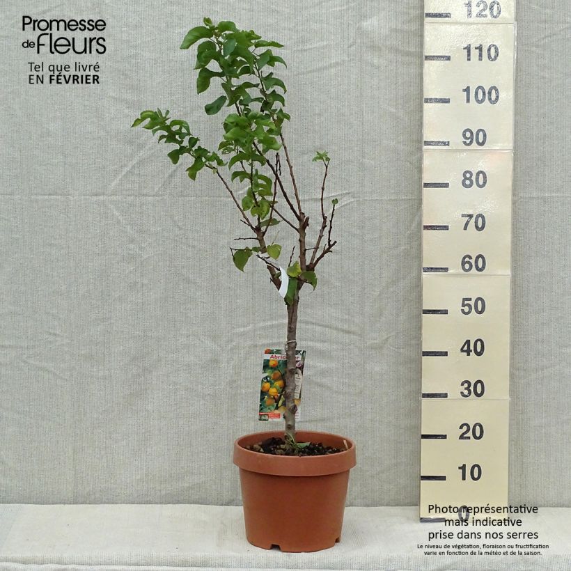 Spécimen de Abricotier - Prunus armeniaca Nanum Pot de 7,5L/10L tel que livré en automne