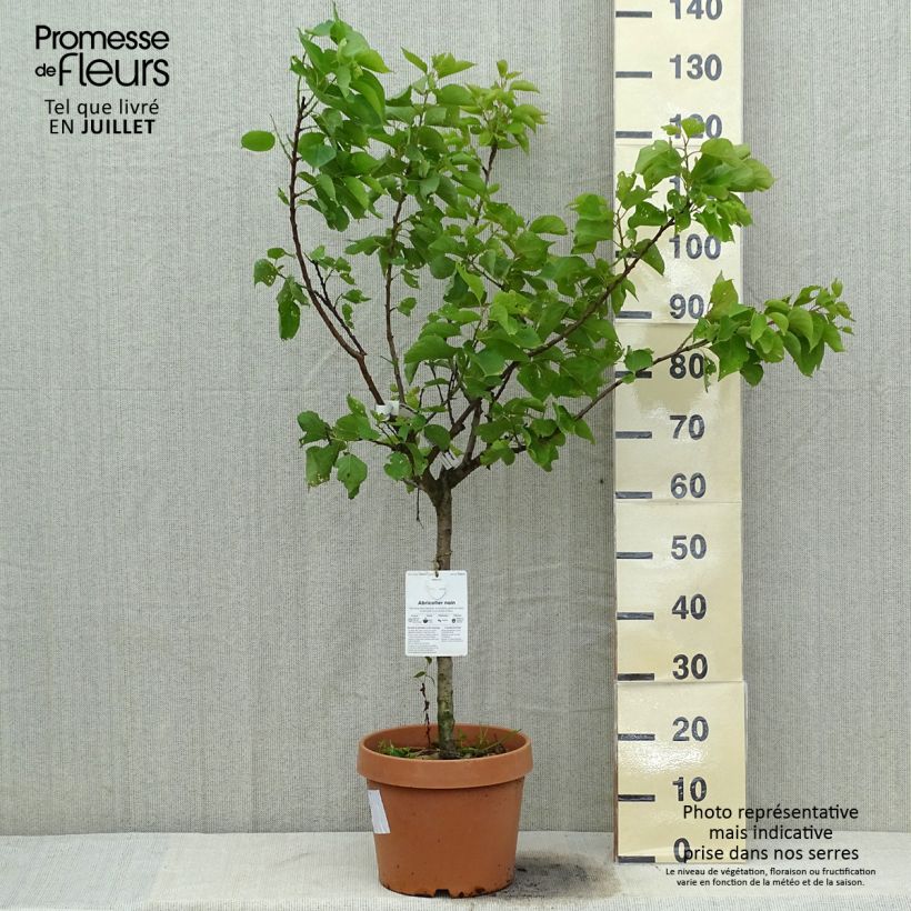 Spécimen de Abricotier - Prunus armeniaca Nanum tel que livré en été