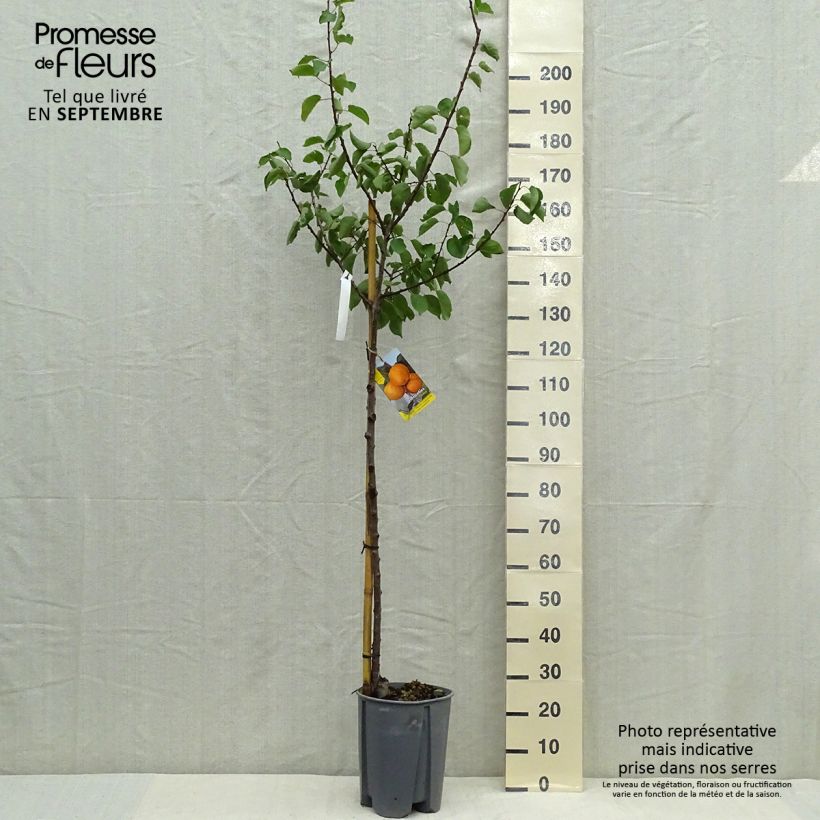 Spécimen de Abricotier - Prunus armeniaca Peche de Nancy tel que livré en automne