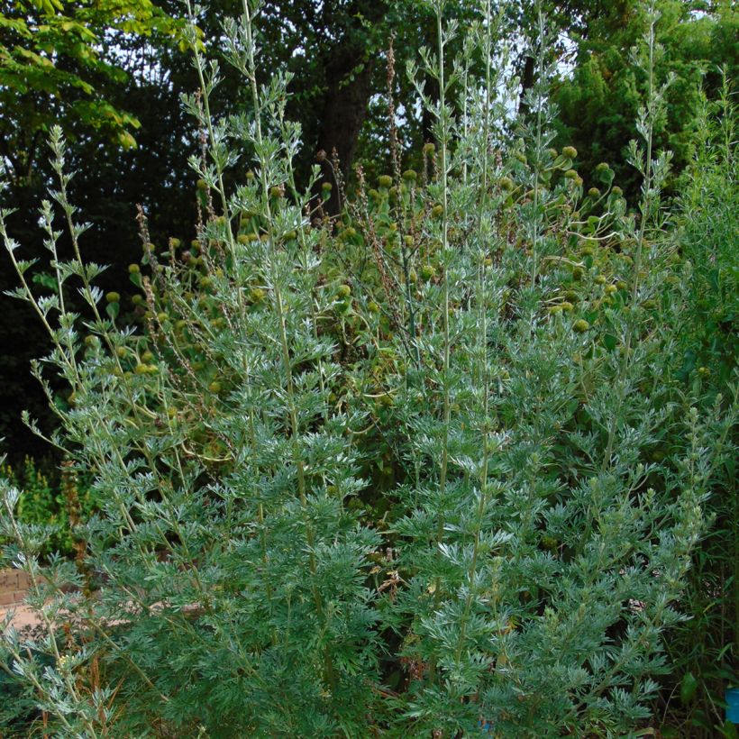 Absinthe - Artemisia absinthium (Port)