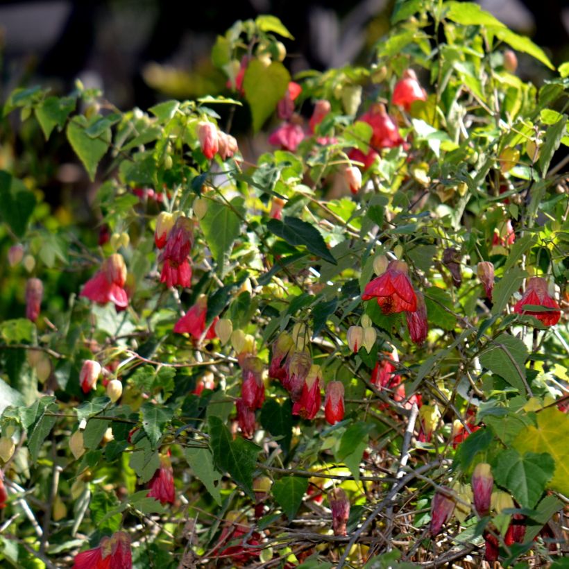 Abutilon Patrick Synge (Port)