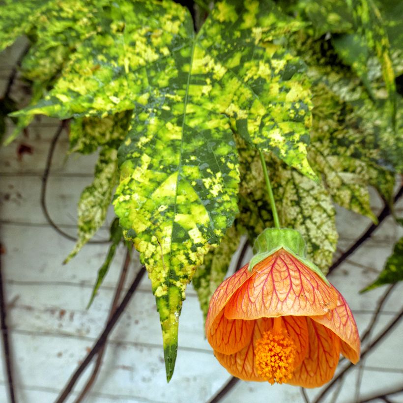 Abutilon pictum Thompsonii (Feuillage)