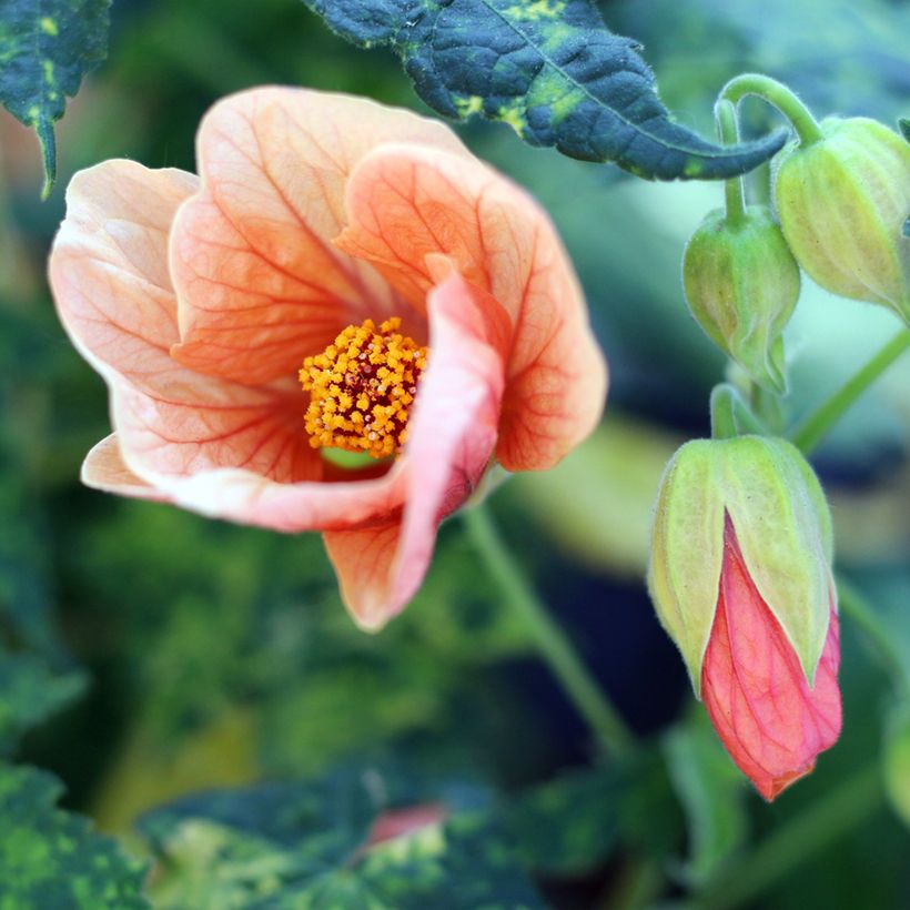 Abutilon pictum Thompsonii (Floraison)