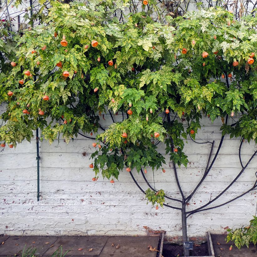 Abutilon pictum Thompsonii (Port)