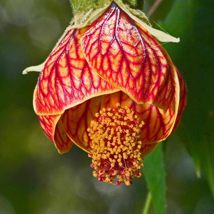 Abutilon striatum Redvein (Floraison)