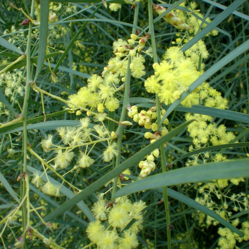 Mimosa à feuilles de saule - Acacia iteaphylla (Floraison)