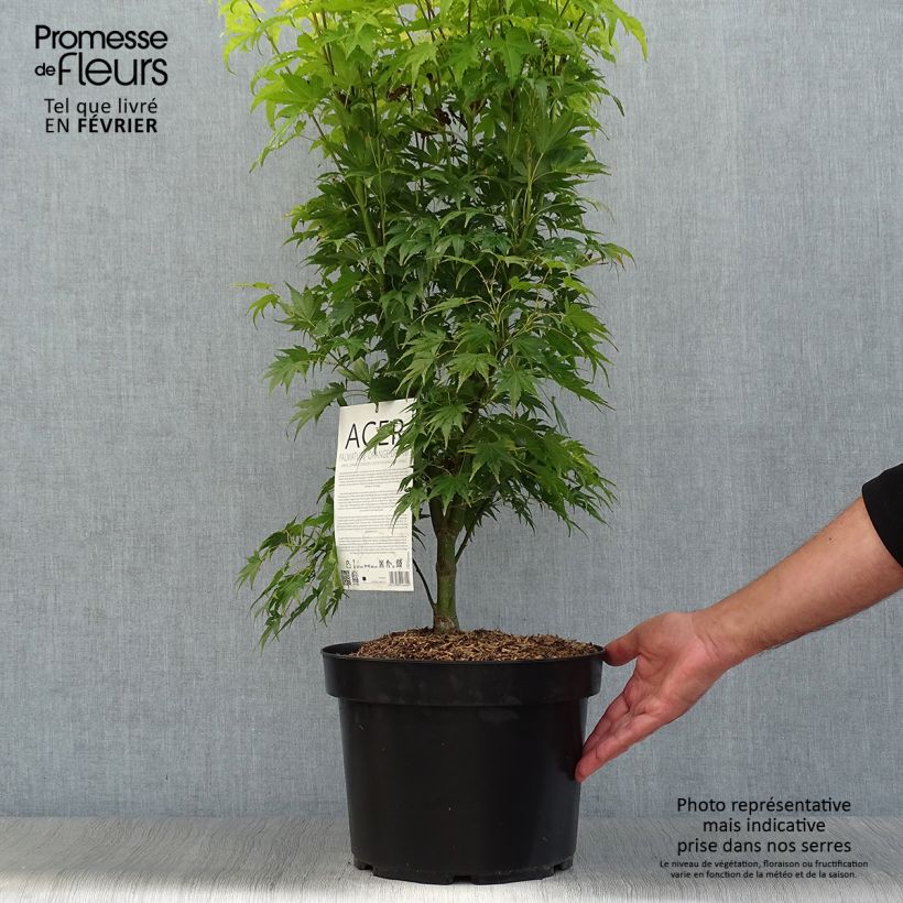 Spécimen de Acer palmatum Orange Dream en pot de 10L. tel que livré en automne