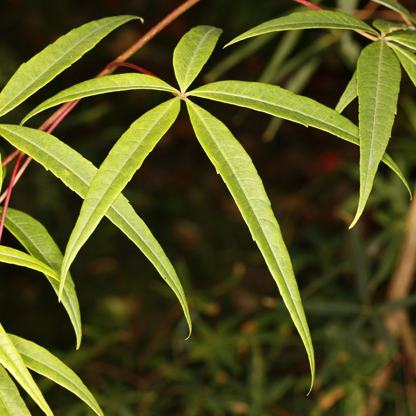 Erable à cinq folioles - Acer pentaphyllum (Feuillage)