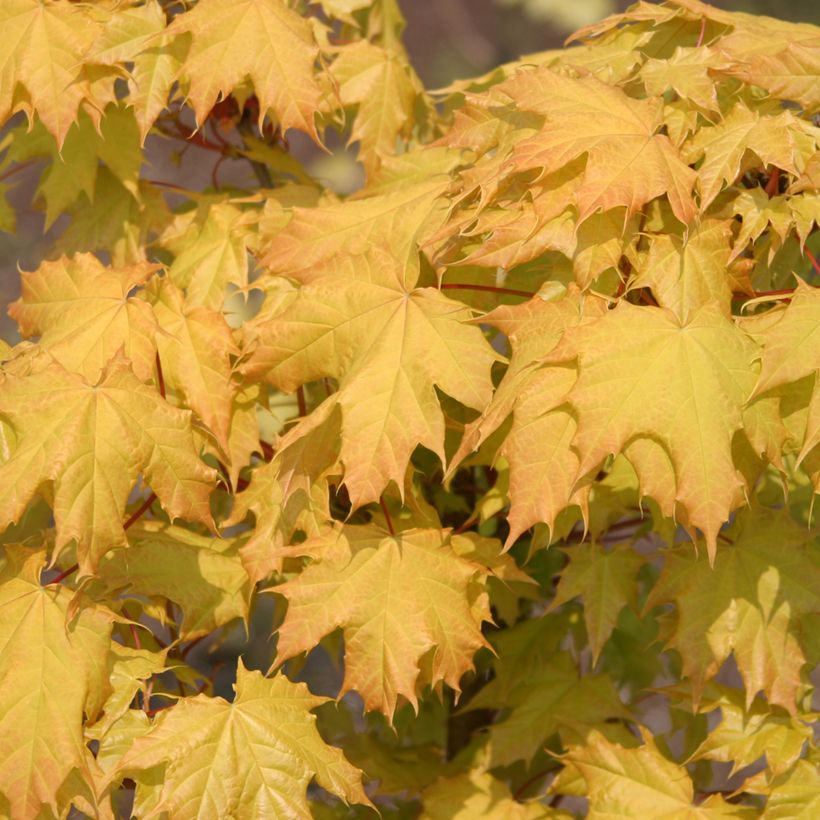 Acer platanoides Golden Globe - Erable plane (Feuillage)