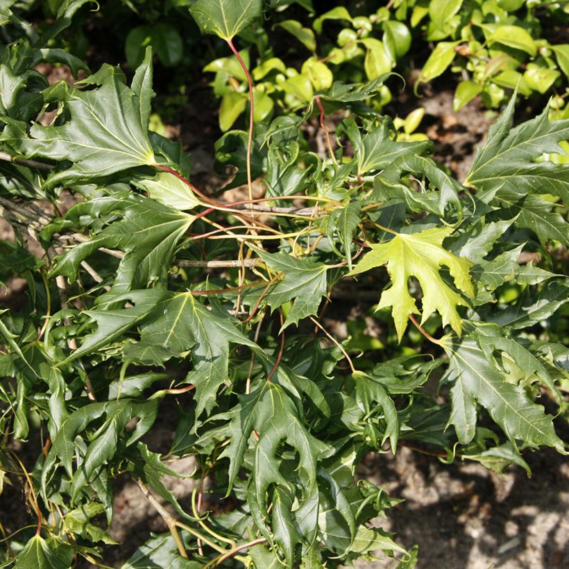 Acer platanoides Laciniatum - Erable plane (Feuillage)