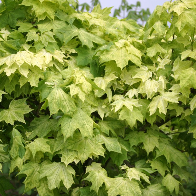 Acer platanoides Maculatum - Erable plane (Feuillage)