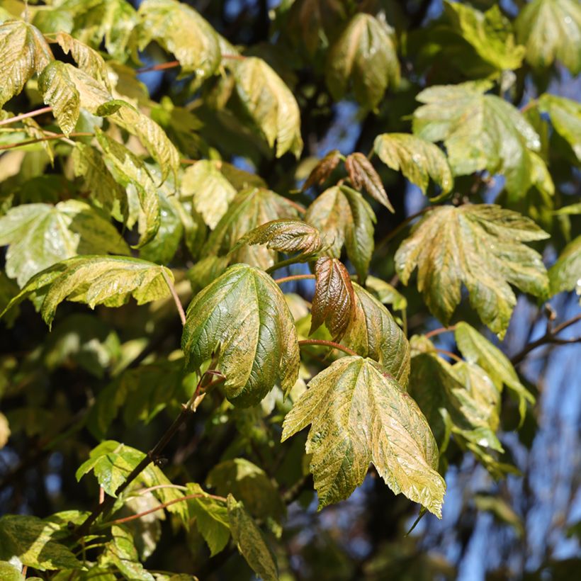 Erable sycomore - Acer pseudoplatanus Prince Camille de Rohan (Feuillage)