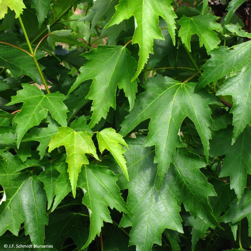 Acer rubrum Armstrong Gold - Erable rouge (Feuillage)