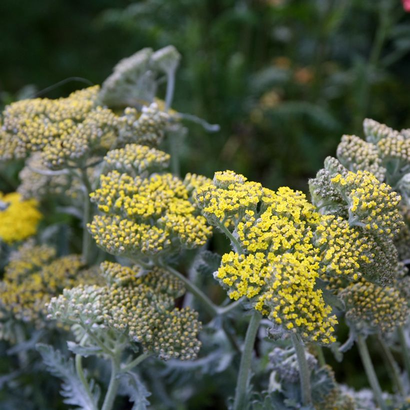 Achillea hybride Little Moonshine (Floraison)