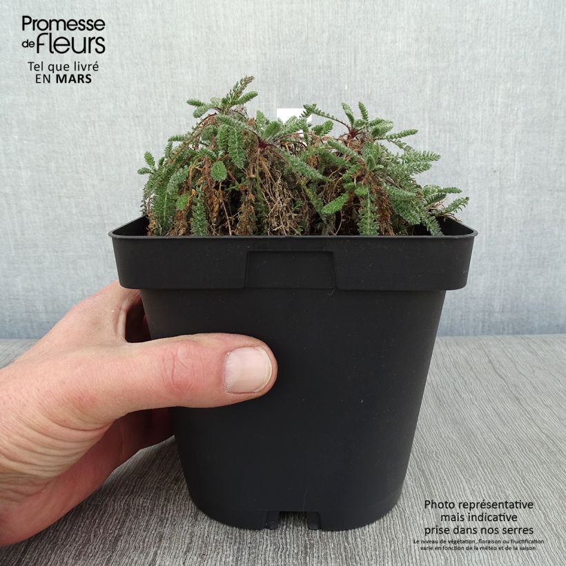 Spécimen de Achillée - Achillea crithmifolia en pot de 2/3L tel que livré en hiver