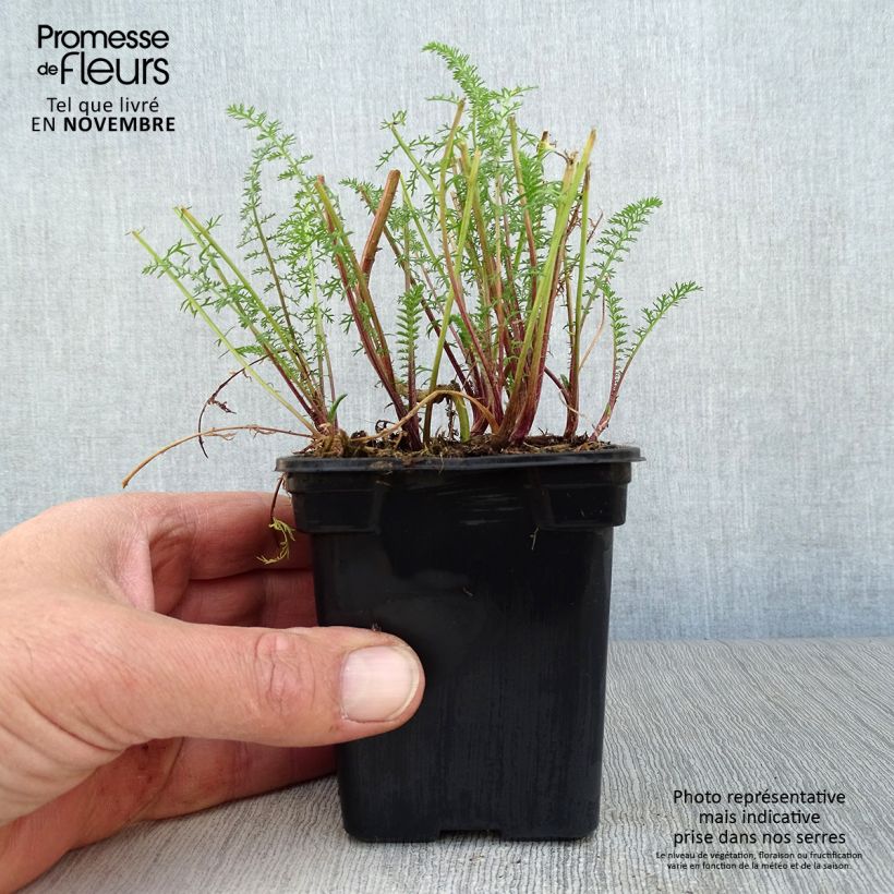 Spécimen de Achillée millefolium Paprika en godet de 7/8 cm tel que livré en automne