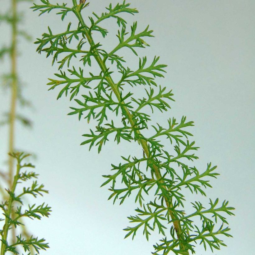 Achillée millefolium Petra (Feuillage)