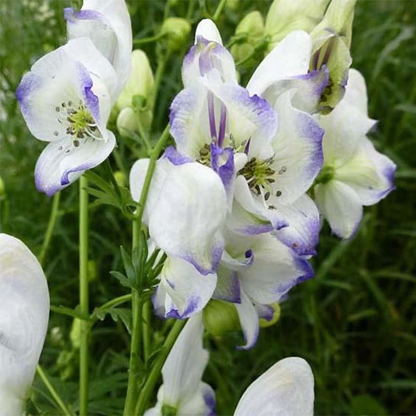 Aconit - Aconitum Eleonora (Floraison)