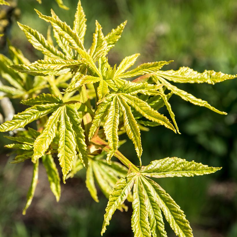 Aesculus Digitata - Marronnier commun hybride (Feuillage)