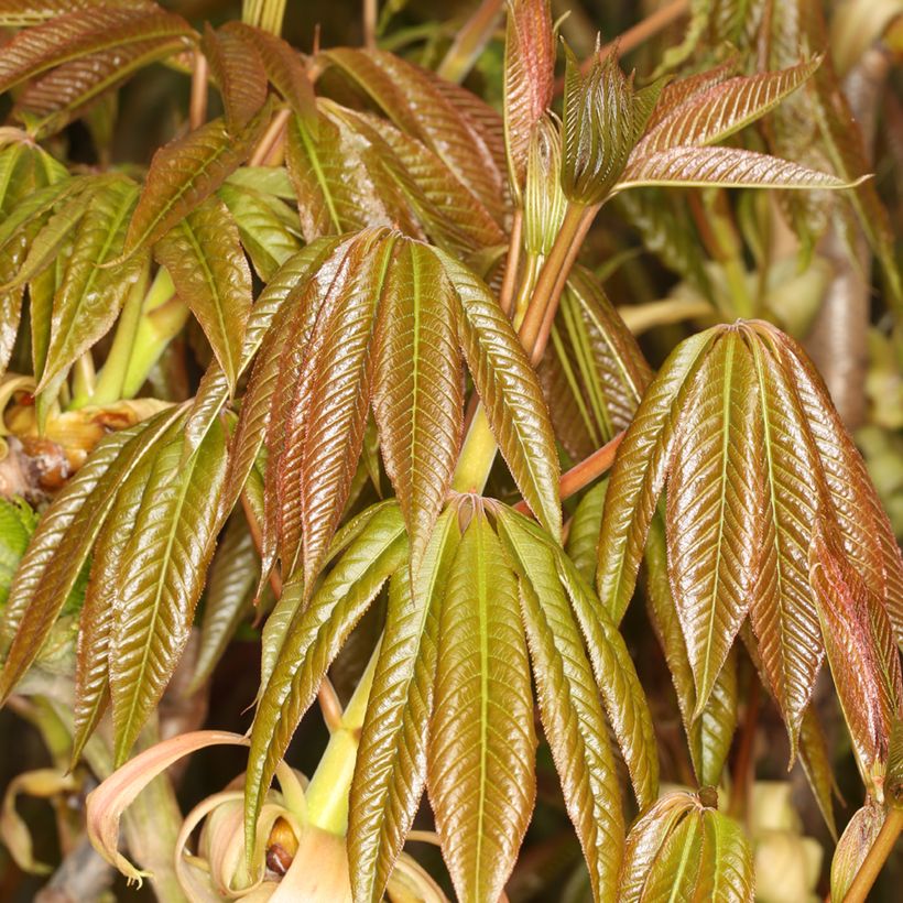 Aesculus chinensis - Marronnier de Chine (Feuillage)