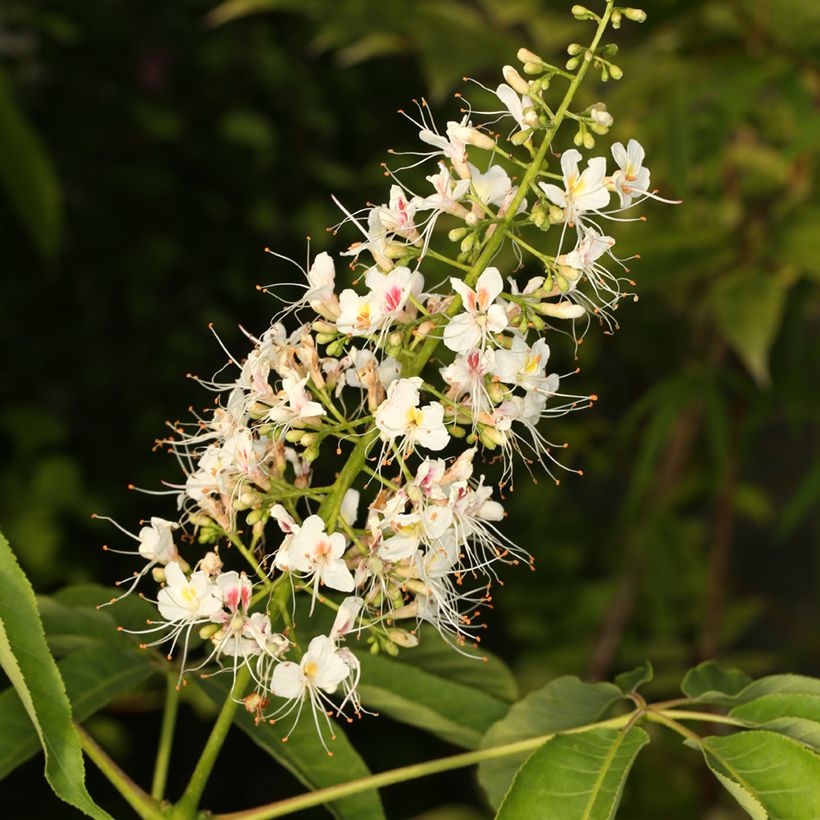 Aesculus chinensis - Marronnier de Chine (Floraison)