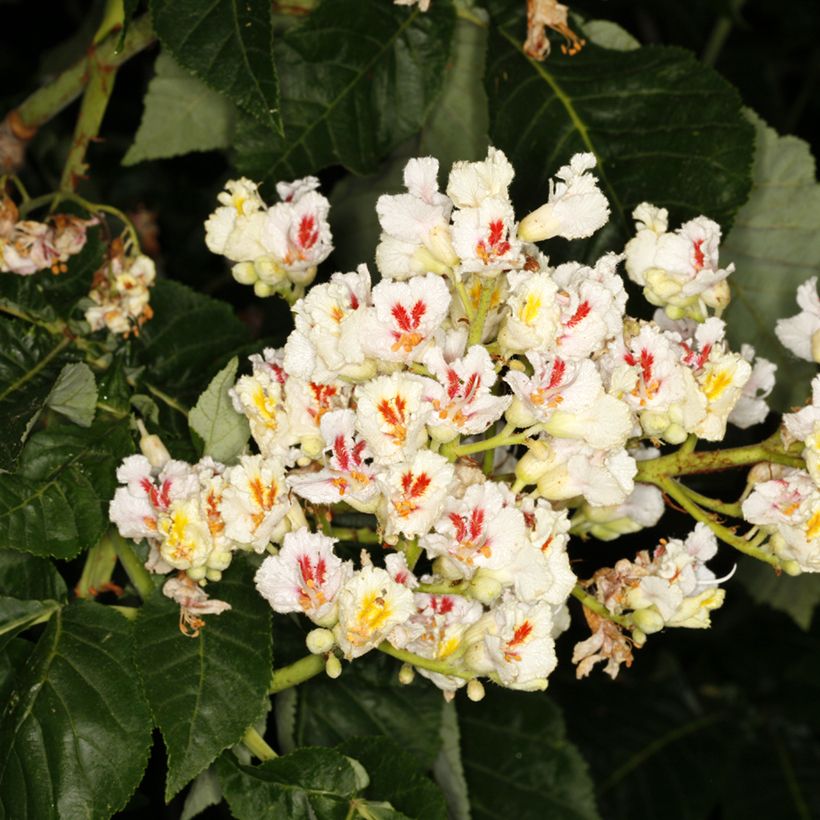 Aesculus + dallimorei - Marronnier chimère de Dallimore (Floraison)