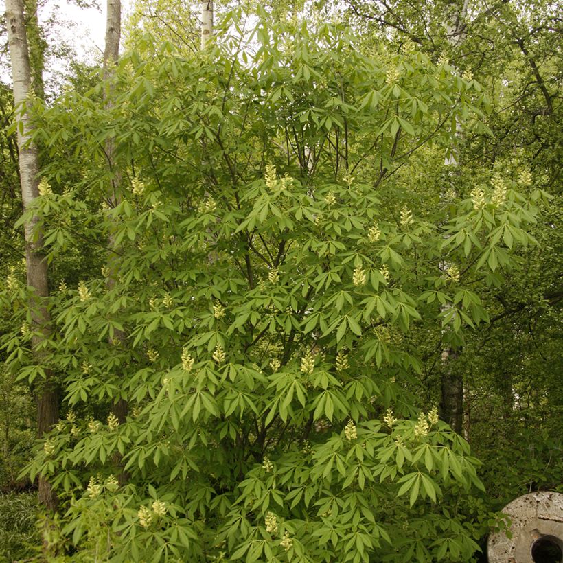 Aesculus x glaucescens - Marronnier aurore (Port)