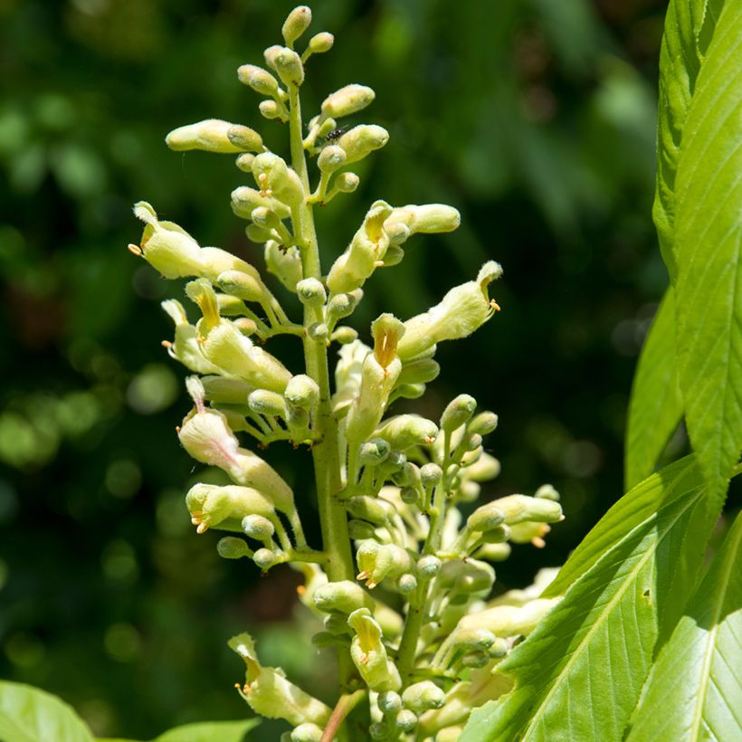 Aesculus x glaucescens - Marronnier aurore (Floraison)